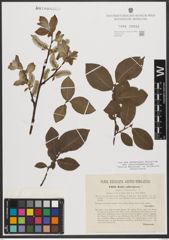 Foto von Salix subcaprea Andersson